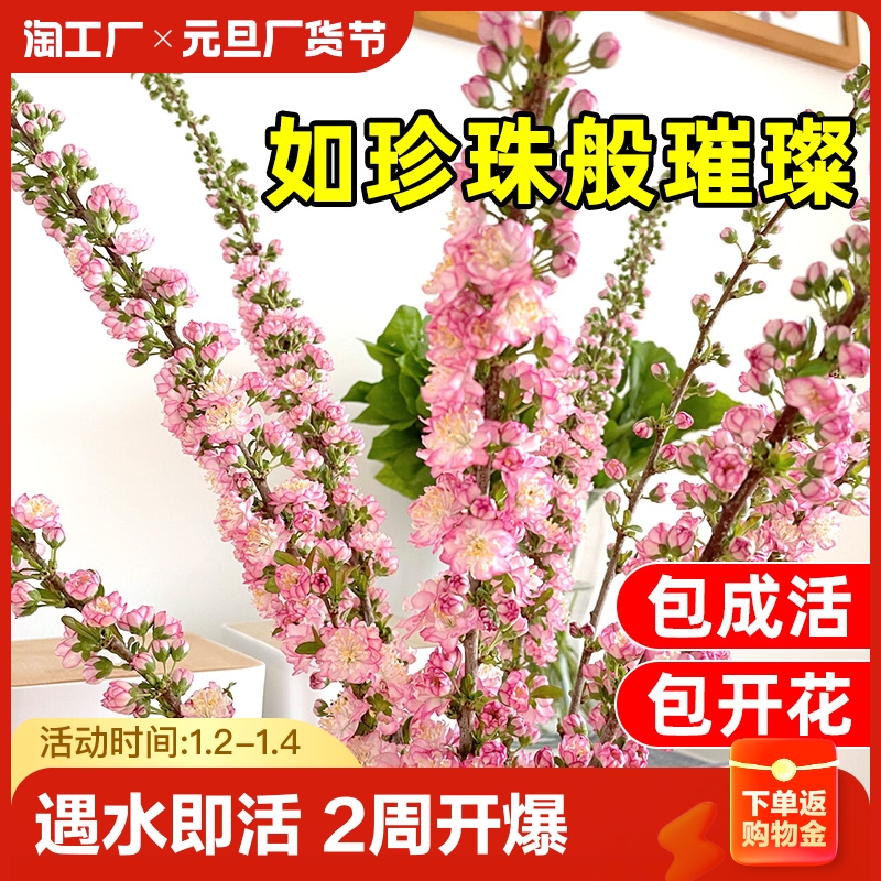 鲜枝珍珠李雪柳水培植物鲜切红梅花干枝支水养室内好养樱插花客厅