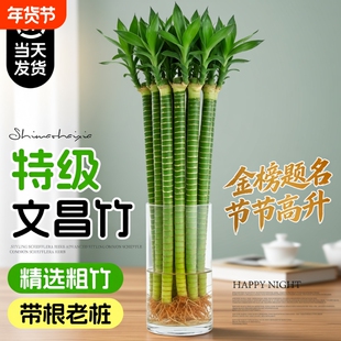 龙竹文昌竹4支金榜题名水培带根富贵竹水养绿植物室内桌面好养活