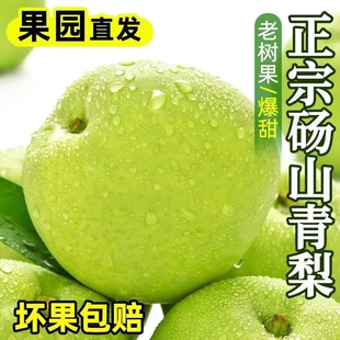砀山青梨安徽新鲜水果正宗当季皇冠翠玉梨时令9斤青皮梨梨子现摘