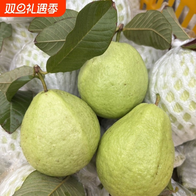 包邮番石榴福建漳州珍珠白心芭乐新鲜水果清脆现摘石榴果园软糯