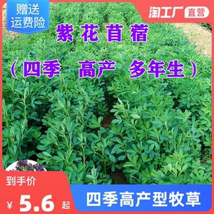 苜蓿草种籽四季养殖喂鱼草牧草紫花苜蓿草籽种子开花种孑播种种植