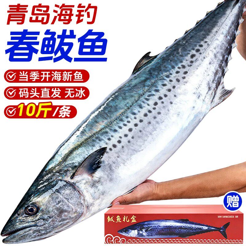 青岛大鲅鱼马鲛鱼新鲜活冷冻海鱼鲐鲅鱼特大整箱条10斤燕鲅鱼香煎