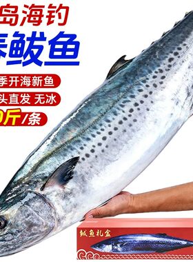 青岛大鲅鱼马鲛鱼新鲜活冷冻海鱼鲐鲅鱼整箱条10斤燕鲅鱼香煎水饺