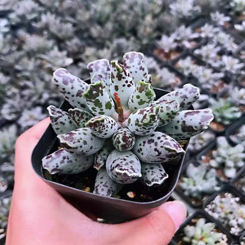 海豹多肉植物水泡系超萌梅花鹿奇趣多肉花卉盆栽绿植室内阳台植物