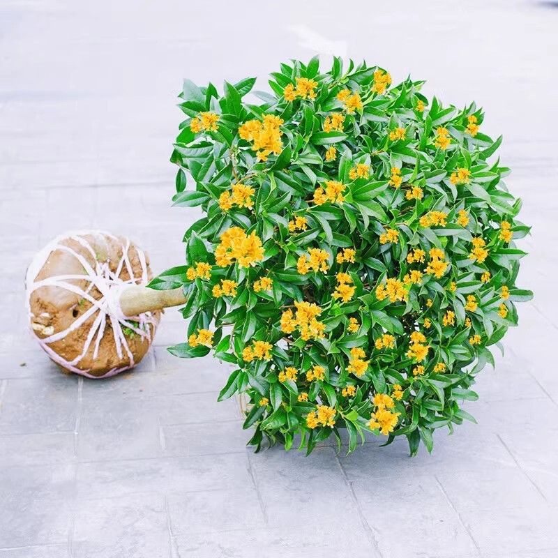 金桂花树苗盆栽八月桂花苗庭院耐寒大树苗四季开花卉客厅花期观赏图片