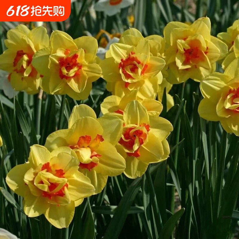 冬季耐寒重瓣洋水仙四季盆栽水培花卉种植土培开花多年生客厅阳台