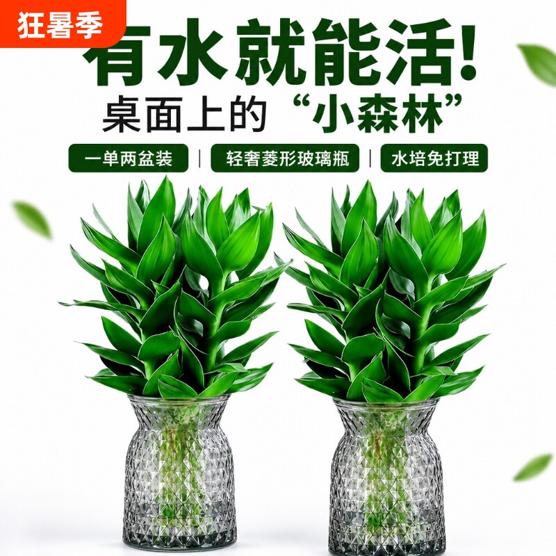室内水培植物富贵竹2盆