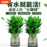 室内水培植物富贵竹2盆