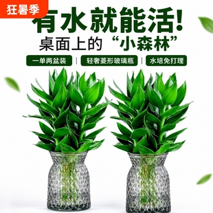室内水培植物富贵竹2盆