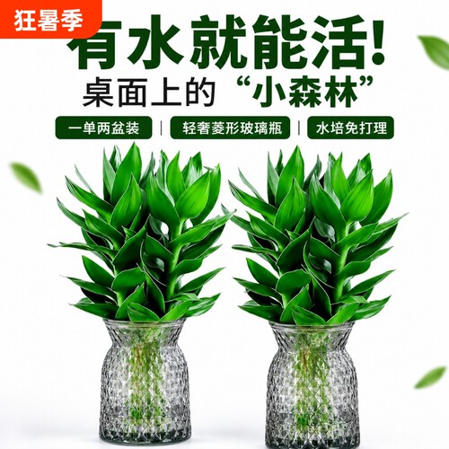 富贵竹水培植物客厅招财节节高水养超大号盆栽粗杆室内好养绿植物