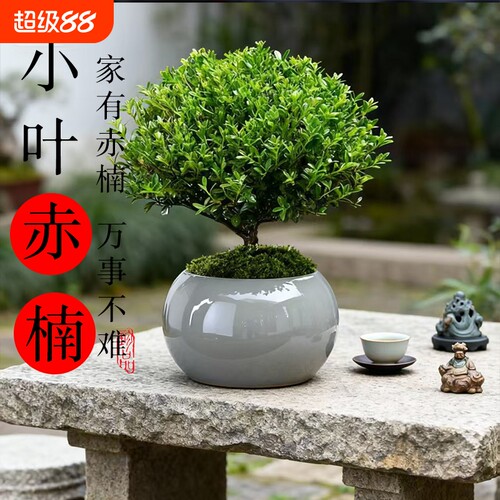 四季常绿小叶赤楠好养活颜值高