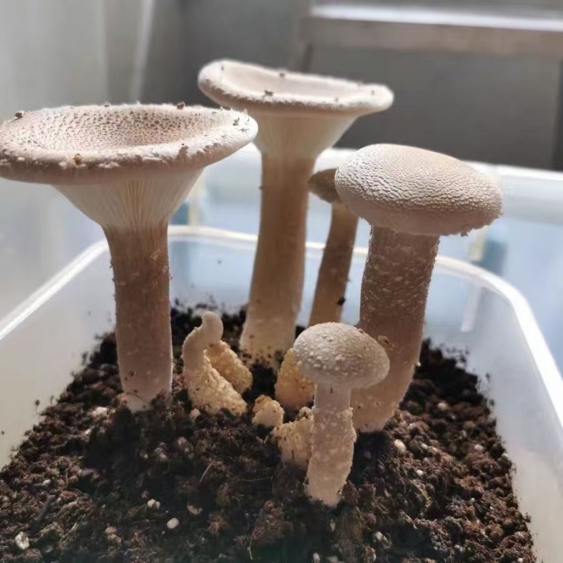 爆产猪肚菇菌种菌丝蘑菇种植包土培香菇食用菌种家种菌种四季种植