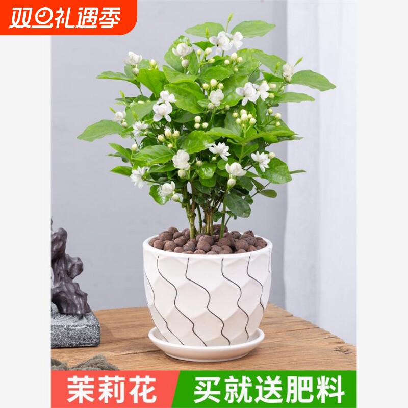茉莉花盆栽重瓣开花浓香好养室内阳台庭院桌面驱蚊防蚊观花卉绿植