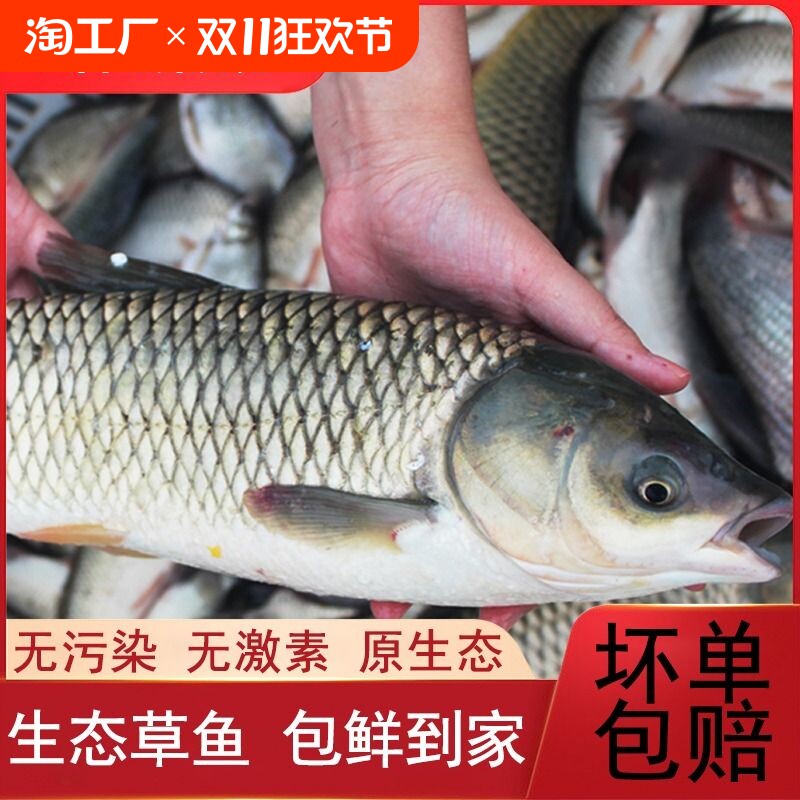 微山湖原生态新鲜草鱼厚子鱼现捕草皖鱼鲜活活鱼现杀草混子草鱼片
