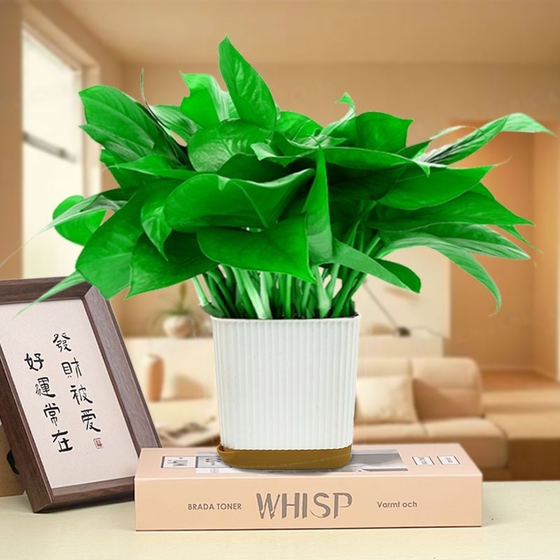 绿萝盆栽室内客厅除甲醛净化空气新房植物四季常青绿植花卉办公室,鲜花速递/花卉仿真/绿植园艺,绿植,淘宝优惠券,粉丝福利购,淘宝优惠卷