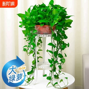 360 长藤绿萝盆栽植物室内绿植吸甲醛净化空气大盆花架土水培客厅