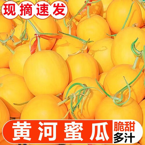 甘肃民勤黄河蜜瓜沙漠哈密瓜新鲜水果当季现摘脆甜整箱甜瓜包邮10