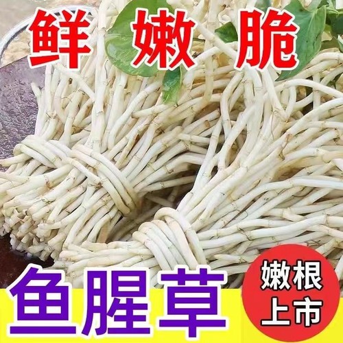 新鲜嫩根折耳根现挖原味节节根