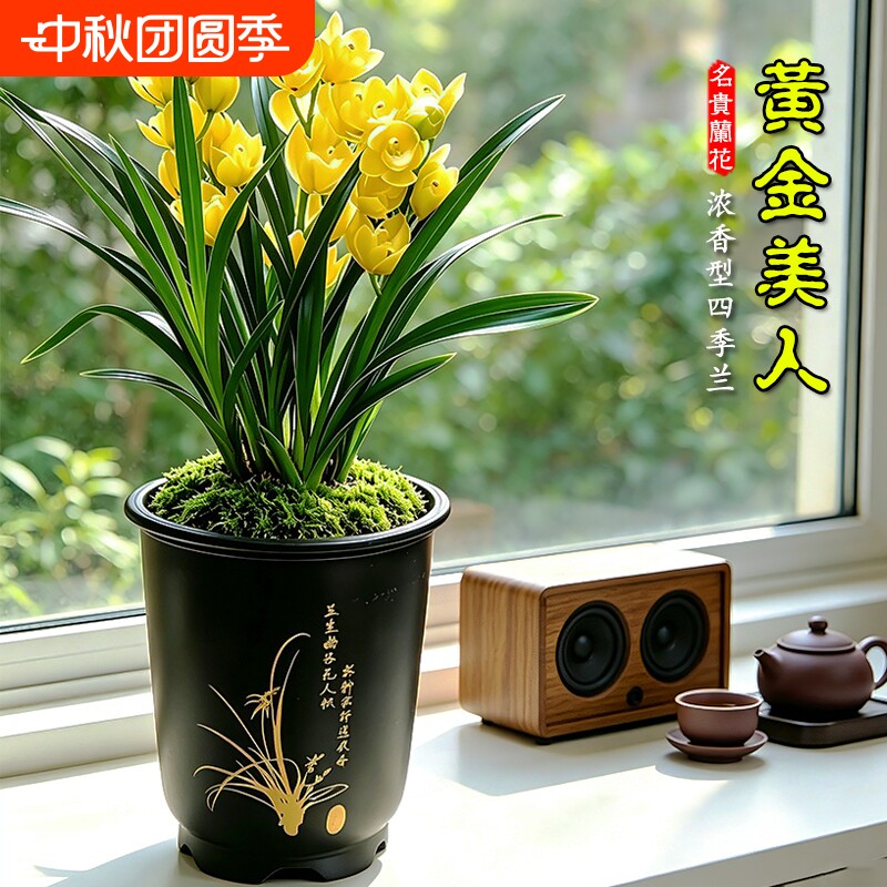 名贵建兰黄金四季兰花苗室内好养浓香盆栽高档花卉绿植物带花苞										