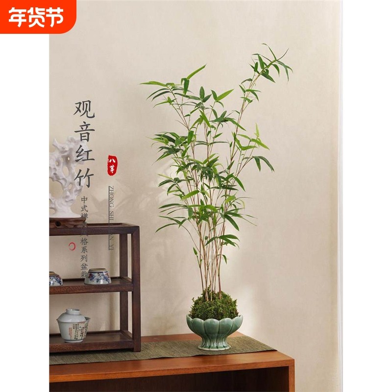 红观音竹米竹盆栽客厅室内中式好养盆景摆件四季常青书房耐阴绿植,鲜花速递/花卉仿真/绿植园艺,造型盆景,淘宝优惠券,粉丝福利购,淘宝优惠卷