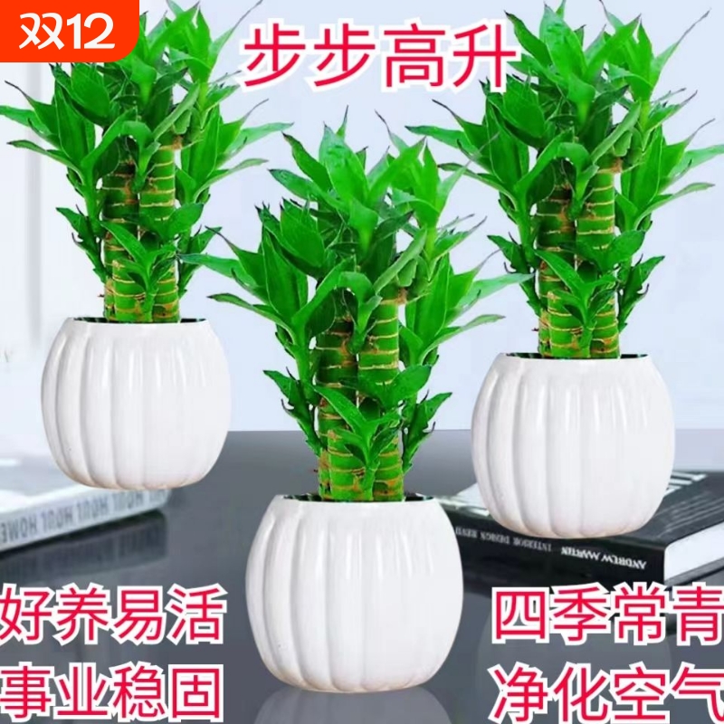 步步高升富贵竹盆栽室内水培植物净化空气四季常青客厅摆放招财竹