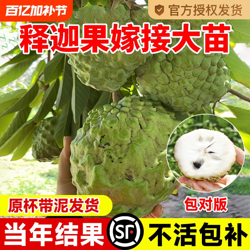 释迦果苗树带果台湾凤梨嫁接果树果苗榴莲庭院南方种植盆栽地栽苗