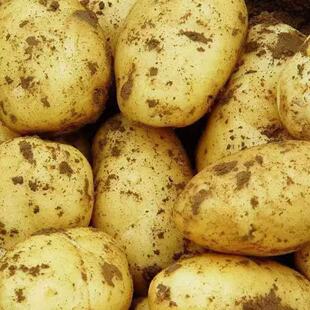 芭芭农场兑换黄皮土豆