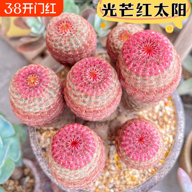 红太阳实生仙人球开花懒人好养仙人掌多肉室内办公桌防辐射小盆栽