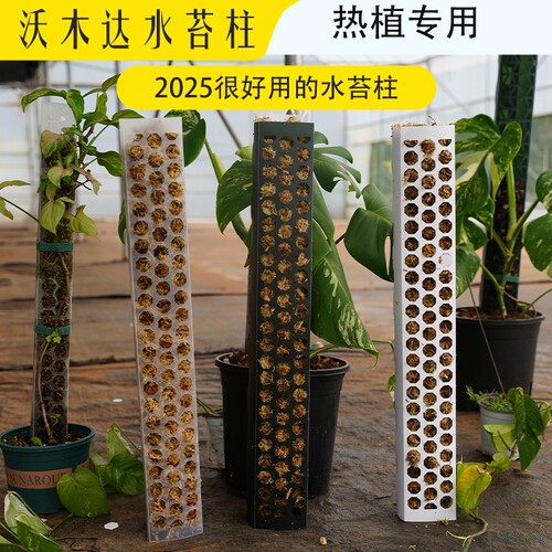 沃木达水苔柱龟背竹爬藤墙植物固定热植附生植物攀爬柱水台柱爬藤