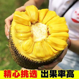 现摘海南三亚黄肉菠萝蜜新鲜水果当季干苞脆甜黄肉木波罗蜜一整个