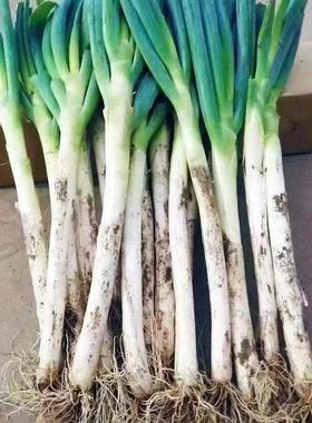 25年秋采收东北大葱铁杆大葱去半叶带泥大葱新鲜食材作料整箱发货