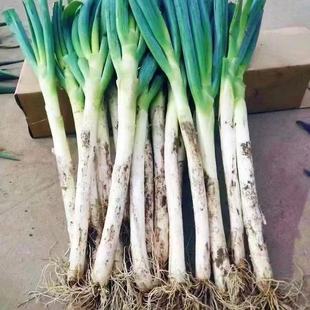 25年秋采收东北大葱铁杆大葱去半叶带泥大葱新鲜食材作料整箱发货