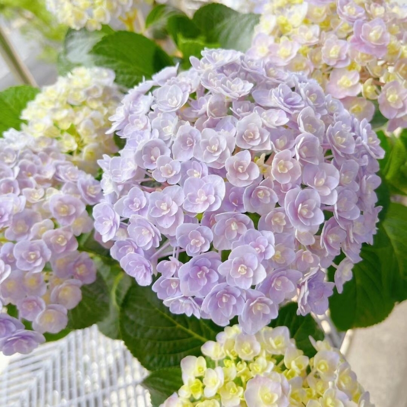 绣球花苗花期长好养活绣球耐热