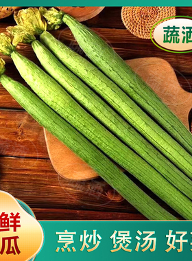 山东寿光丝瓜新鲜蔬菜绿皮时令蔬菜农家现摘长丝瓜当季自种绿色