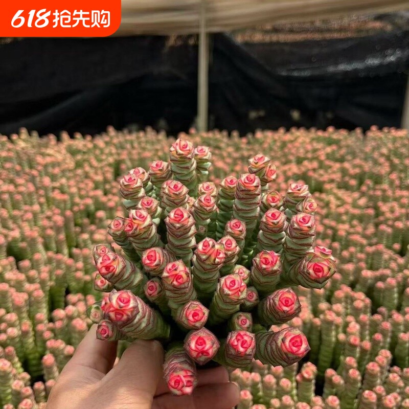 钱串锦多肉植物室内好养肉肉钱串子稀有品种盆栽花卉办公桌带盆