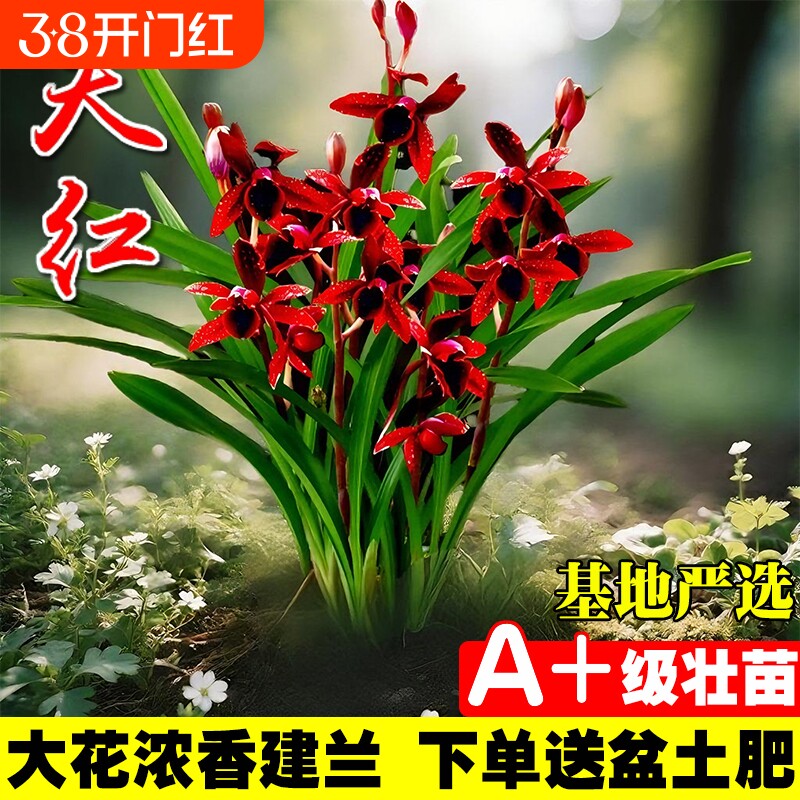 名贵建兰四季兰花苗夏带花室内好养花卉盆栽绿植开花客厅品种花草