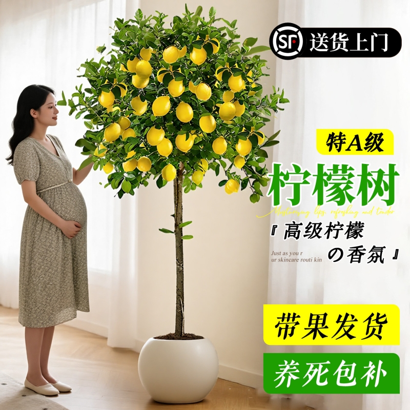 香水柠檬树盆栽带果可食用旺宅客厅绿植室内大型植物阳台四季好养