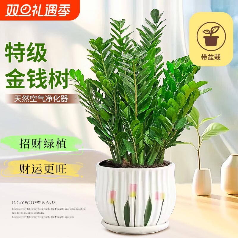 金钱树盆栽客厅花盆发财树花卉绿植树苗办公室四季好养钱串子盆栽