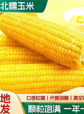 黄糯玉米正宗东北玉米10支大棒真空锁鲜黄糯玉米粗粮新鲜早餐代餐