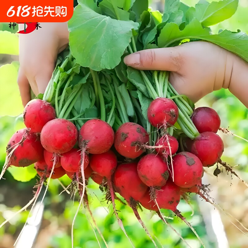 樱桃萝卜种子水果萝卜多季播种易活樱桃萝卜种籽阳台盆栽蔬菜种孑