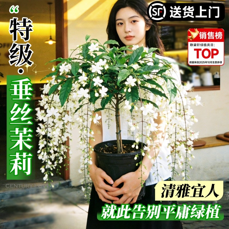 垂丝茉莉大盆栽老桩带花苞风车茉莉室内外阳台好养年宵花绿植花卉