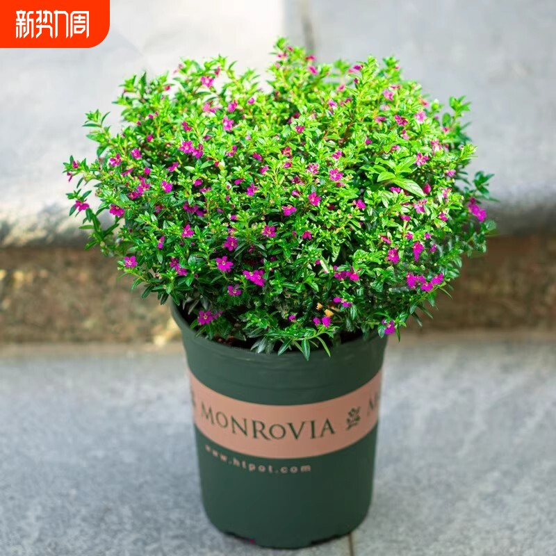 满天星盆栽植物室内四季易种新手小白观叶绿植好养花卉室内植物