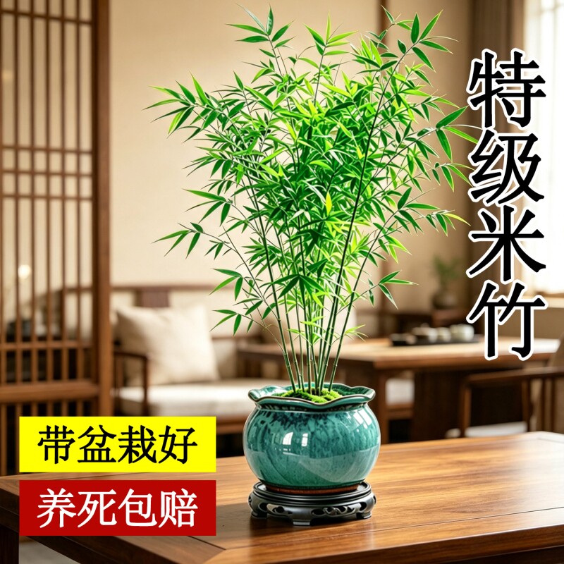 米竹竹子盆栽客厅办公室内绿植摆件茶桌盆景耐阴好养凤尾竹观音竹图片
