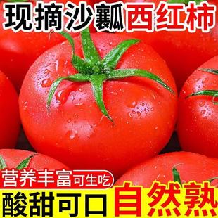 四川攀枝花农家现摘露天沙瓤西红柿新鲜普罗旺斯农家生吃水果番茄