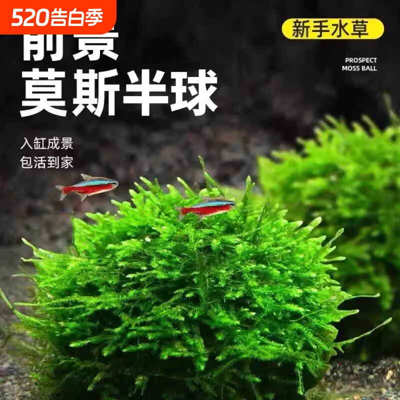 鱼缸莫斯水草半球慕斯植物绿藻球前景造景小鱼缸专用淡水网片好养
