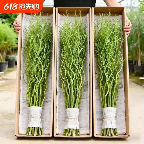 龙柳鲜枝水培植物雪柳带花苞柳条枝客厅绿植花卉室内盆栽好养水养