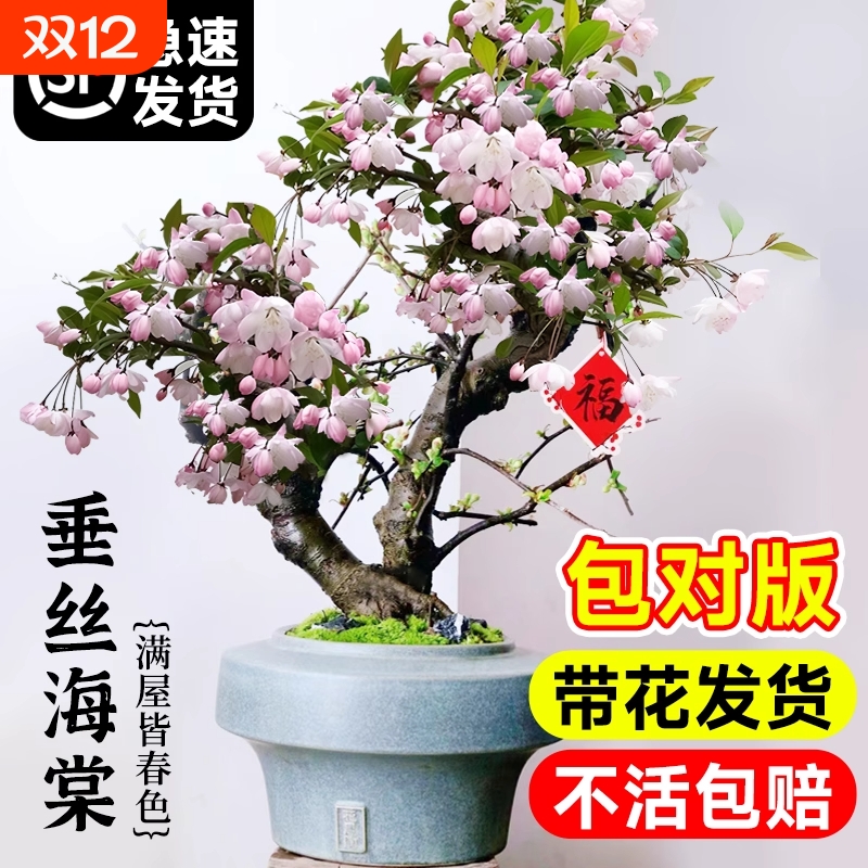 海棠花盆栽带好树苗老桩