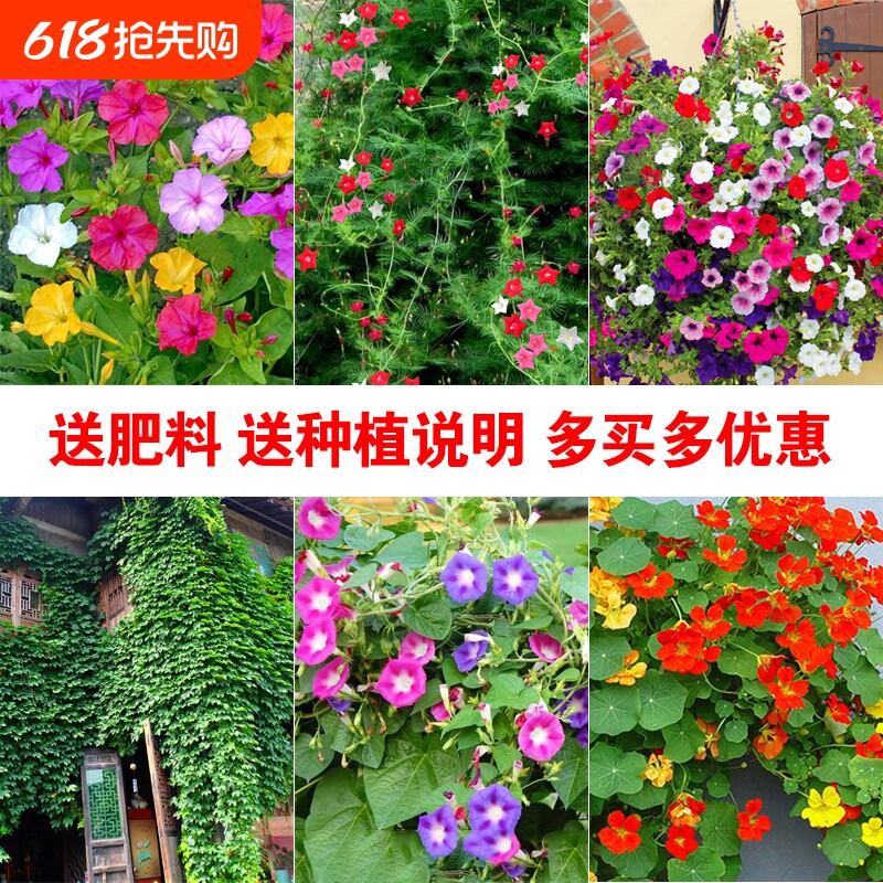 牵牛花种子喇叭花室外爬藤墙四季播种开花盆栽易活旱金莲花种籽孑
