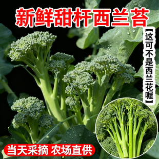 广西新鲜甜杆西兰苔芦笋现摘西兰花苔西蓝苔现摘青菜农家蔬菜包邮