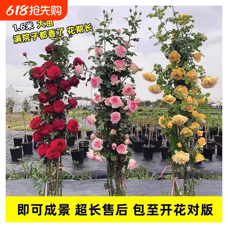 1米6特大蔷薇花苗藤本月季爬藤绿植物阳台四季开花卉盆栽玫瑰小苗